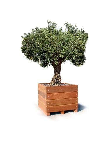 Olijf boom plantenbak