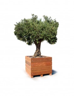 Bac arbre Olivier