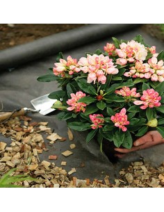 Terrasoverkapping tegen onkruid 2