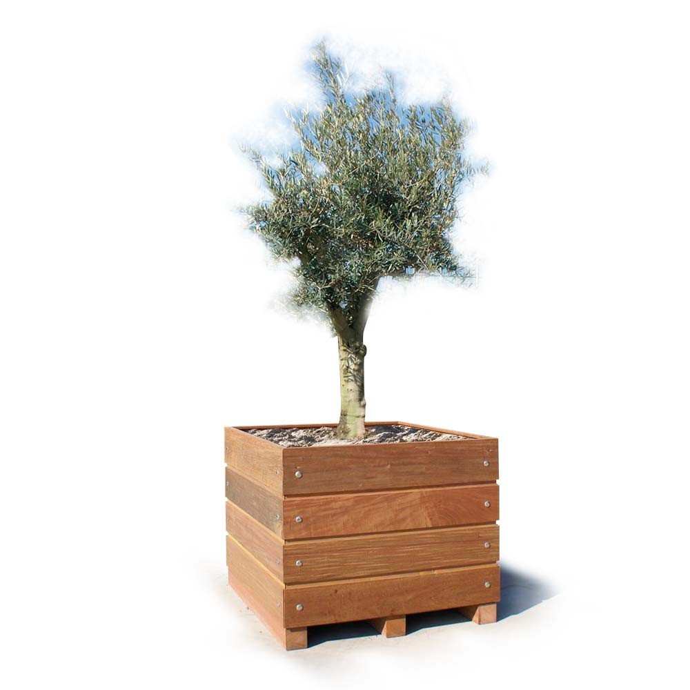 Verminderen Ontstaan Kip Olijf boom plantenbak