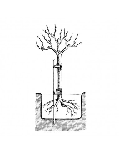 Piquet en châtaignier