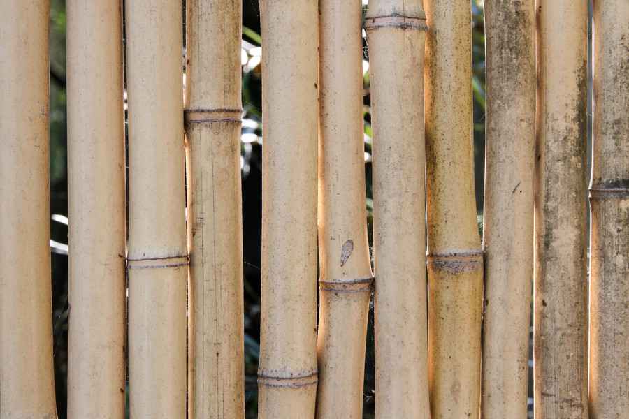 Tiges de bambous vieillies