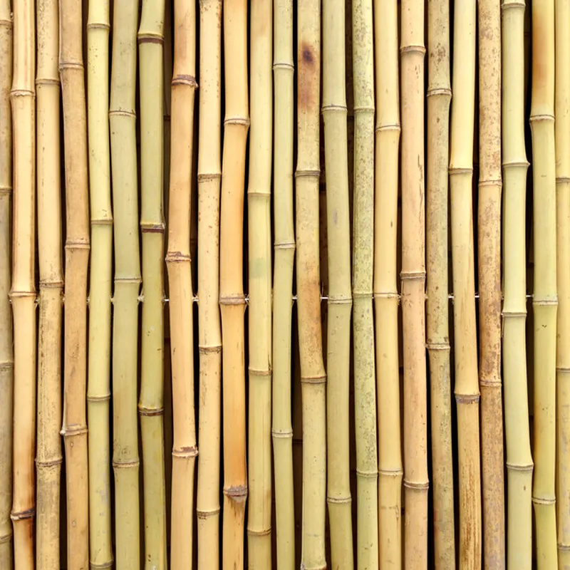 Informations sur le bambou 